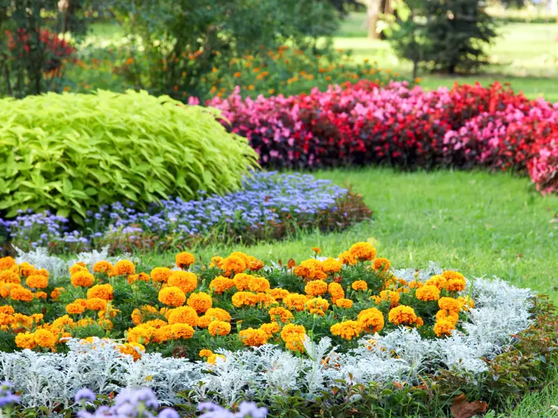 Colorful garden flowers in sunny park landscape.