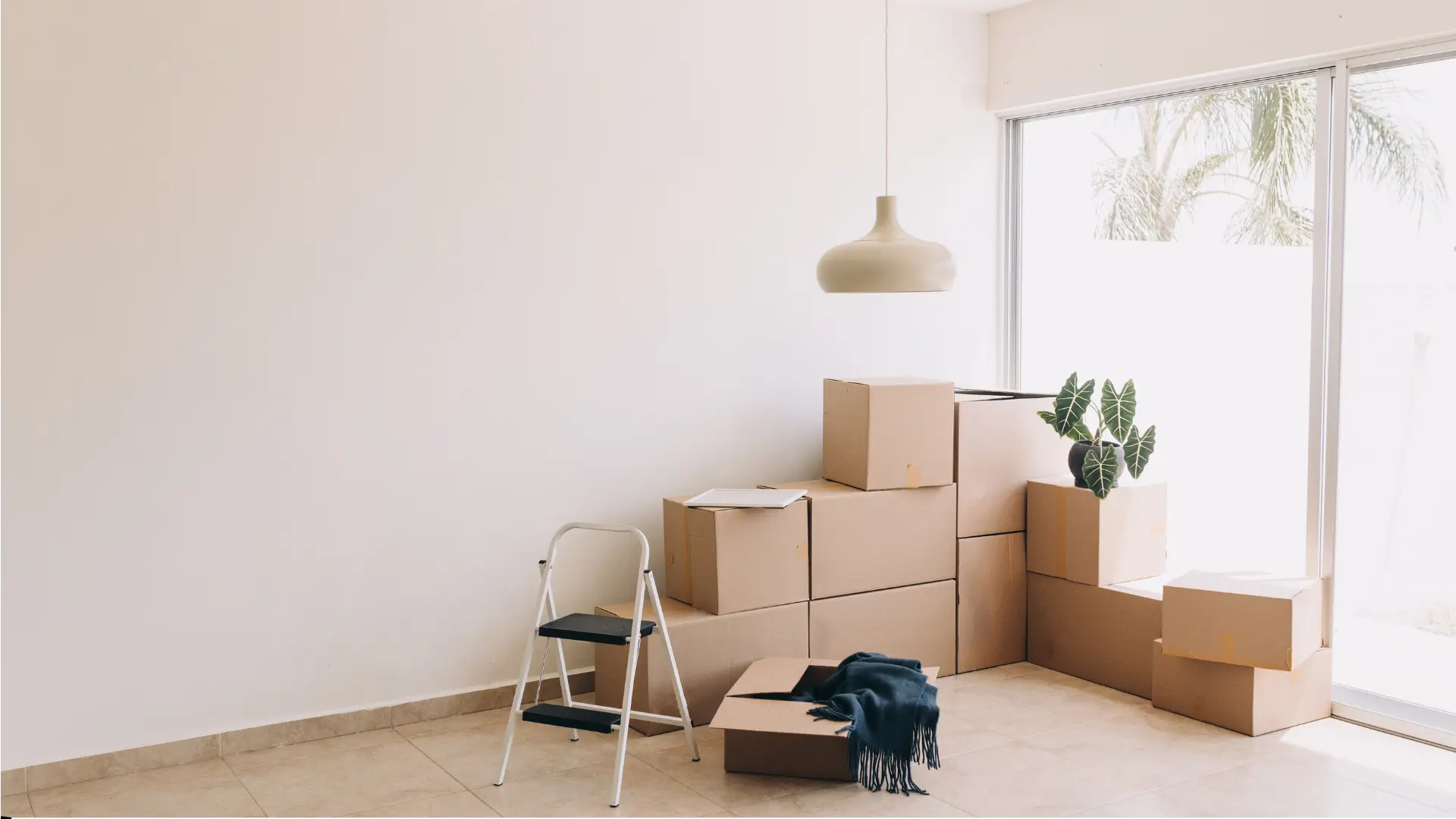 Room with moving boxes and green plant.